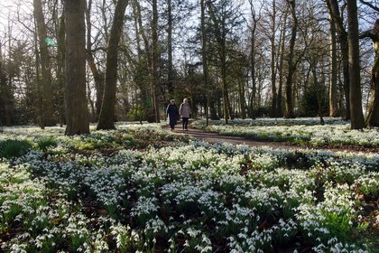 Snowdrop shows signal spring’s arrival