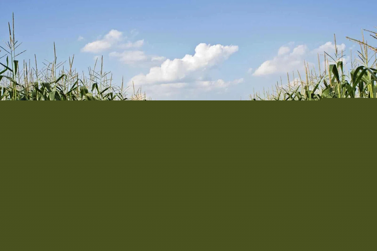 Corn Ticking Back Lower at Monday’s Midday