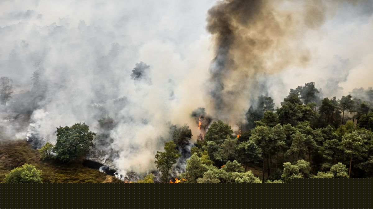 Wildfire breaks out in Limburg, train services halted
