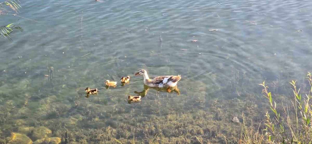 Pelitözü Gölpark'ta Ördek Yavruları Yine Görüntülendi