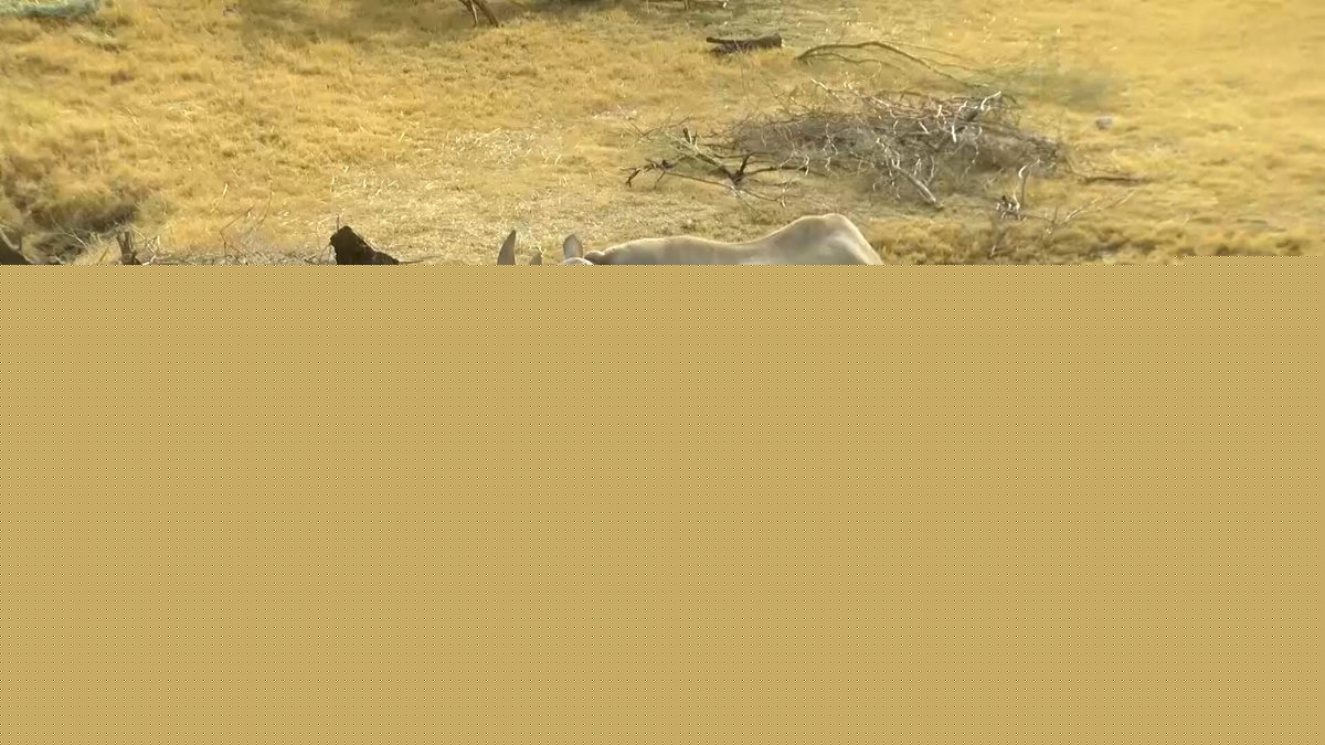 Life in the heat; how desert animals thrive in the summer