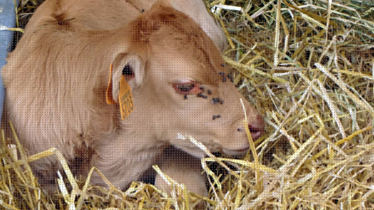 Son veau meurt d'une oclusion intestinale après avoir ingéré une canette : l'éleveuse pousse un coup de gueule contre les gens en montagne qui jettent leurs déchets n'importe où
