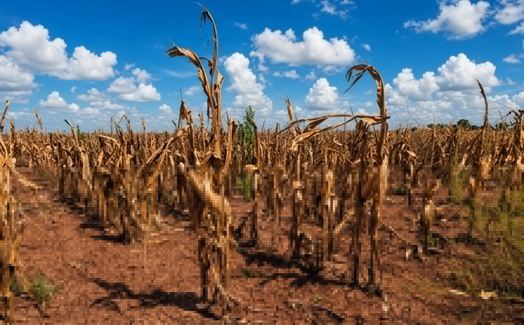 IMF Urges Zimbabwe to Build US$275 Million Fiscal Buffer Ahead of Drought Risk