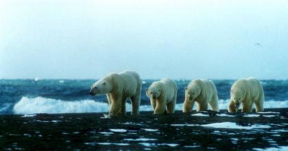 Natural System of Wrangel Island Reserve