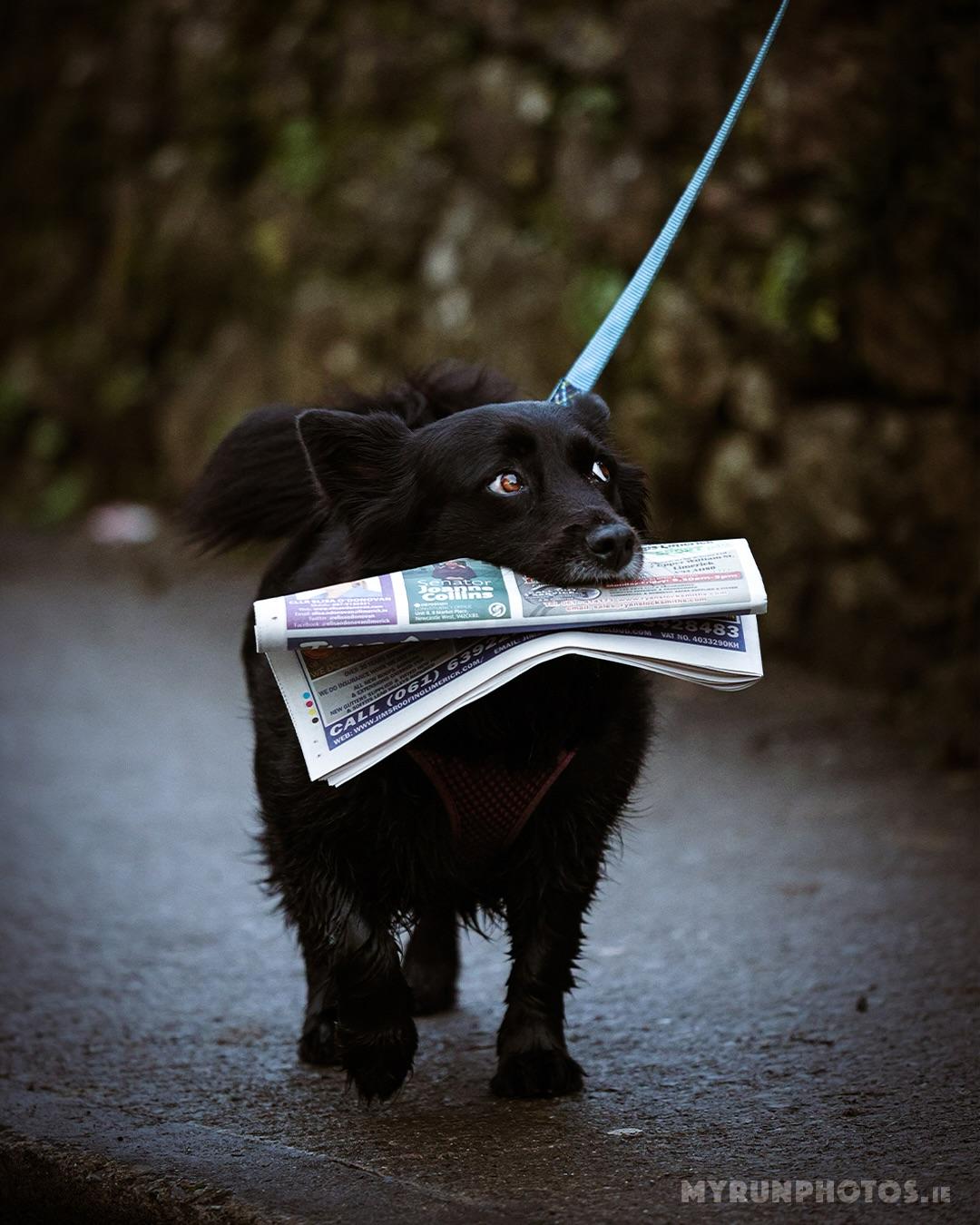 Good girl Sonya personally delivers Limerick Post to community