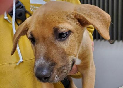 Scoop Up Parfait at the Humane Society of Western Montana