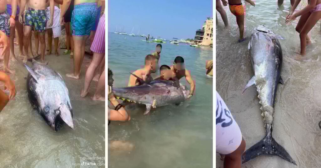 In Photos: Social Media Flooded With Photos Of People Posing With Dead Tuna | Lovin Malta