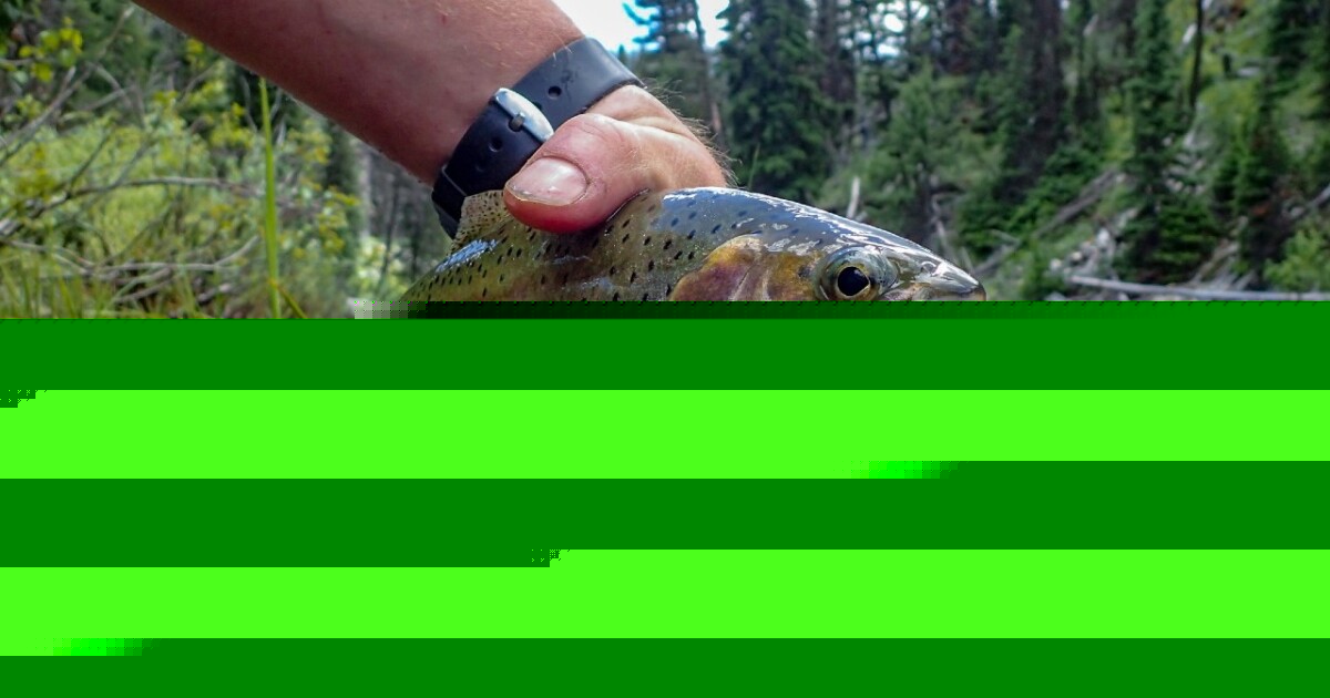 Yellowstone Park closes fishing on waterways during high heat of the day