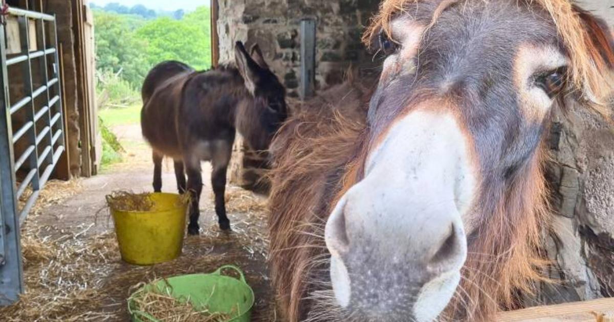 'It's happening again': Animal sanctuary forced to move for third time