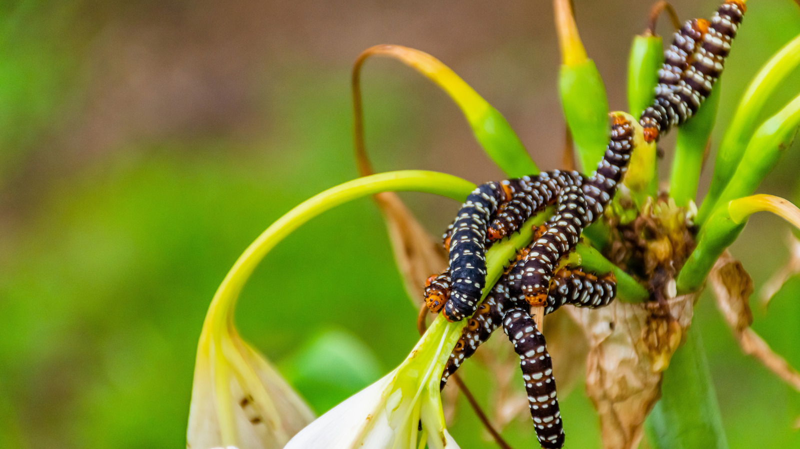 Switch Things Up And Stop Garden Pests In Their Tracks With An Overlooked Solution