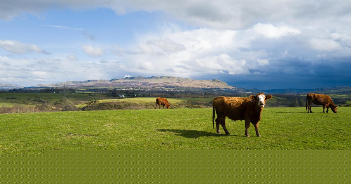 MPs slam government for failure to protect UK bioethanol production