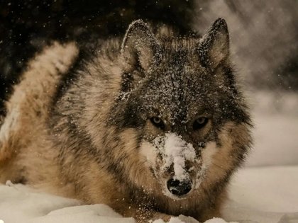 Current Status of Wolf Harvests in Montana 1.28.26