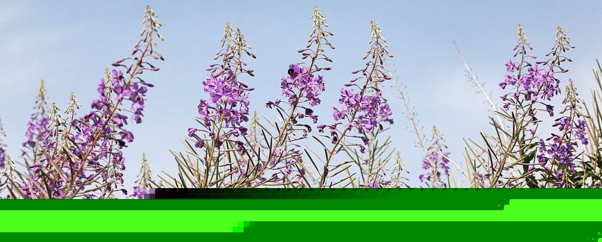 Natuurjournaal 11 augustus 2026