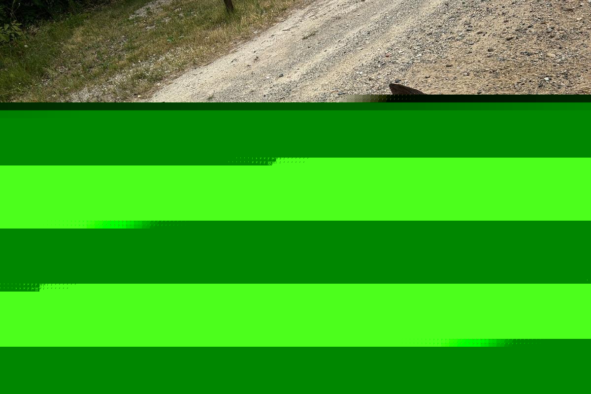 Michigan DNR Investigates What May Be the State’s Oddest Roadkill Ever