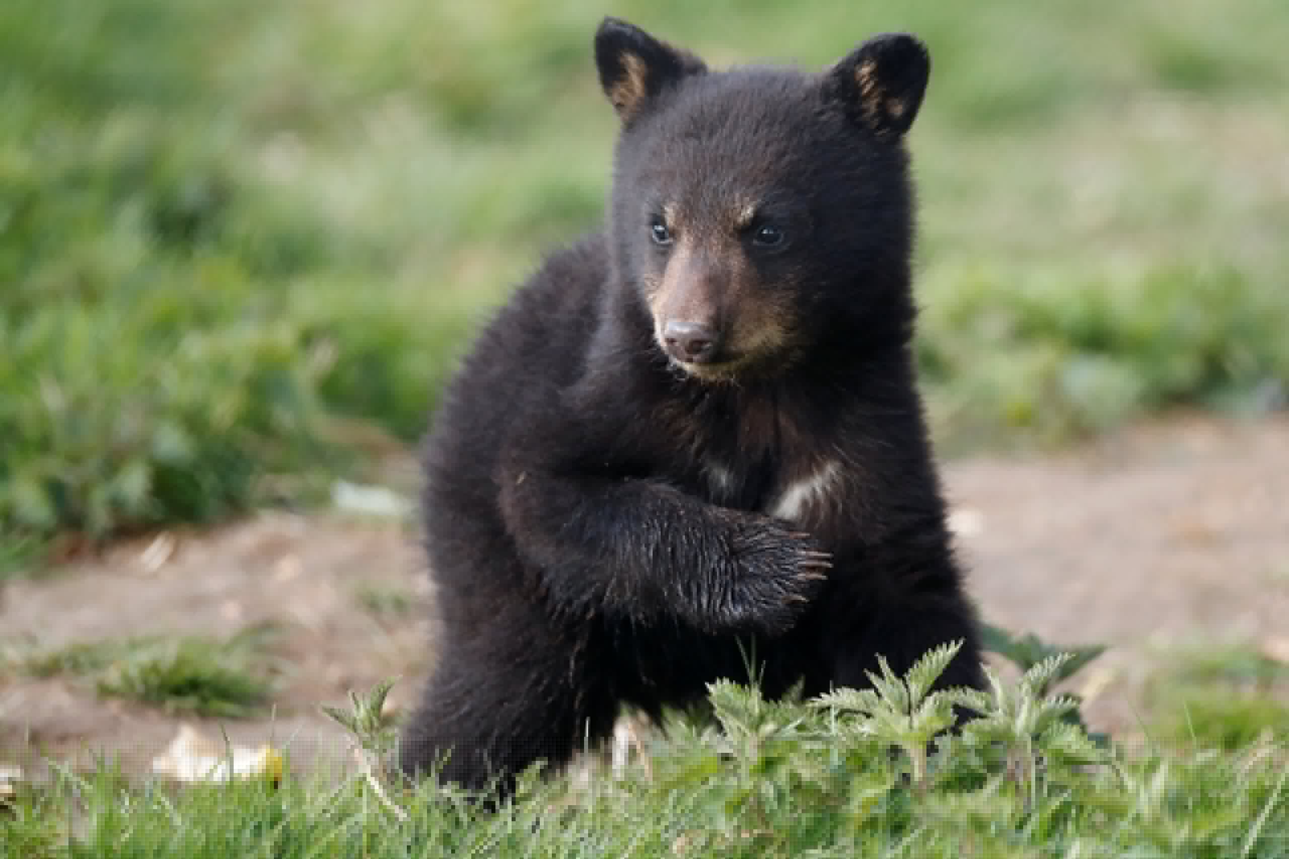 Family Catches an Adorable Black Bear Red-Pawed in Their Kiddie Pool