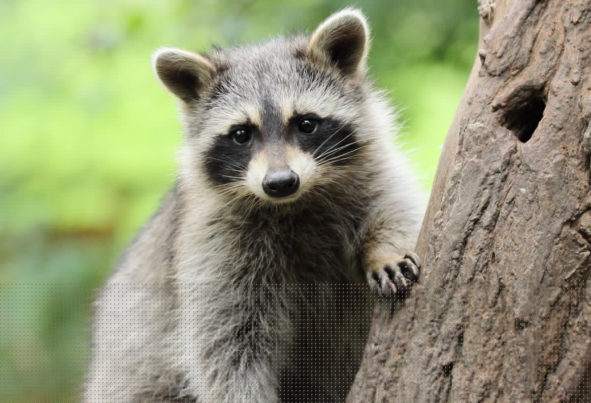 Jimothy the Raccoon’s Greatest Threat Isn’t What You Think
