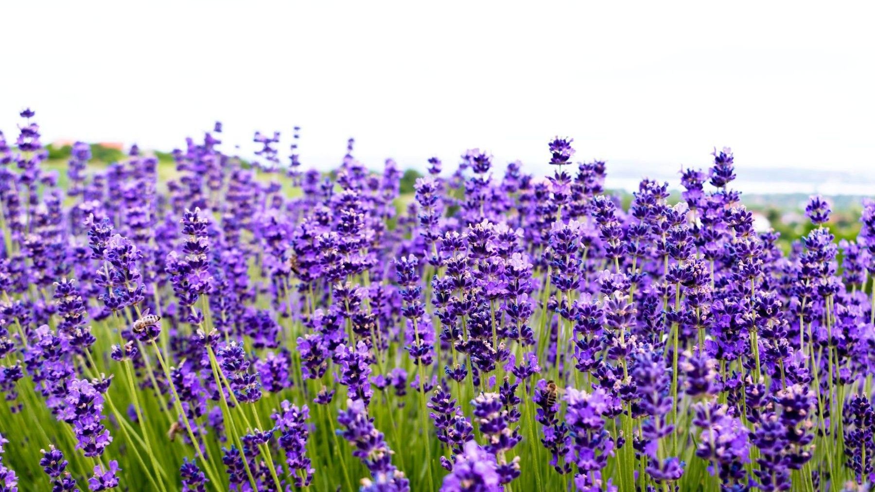 Un estudio alerta sobre el futuro de las plantas aromáticas y medicinales de Castilla y León