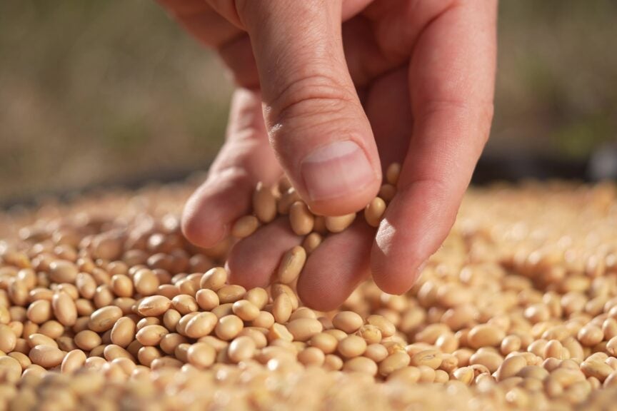 Trump Promises To Make Soybeans 'Great Again,' Farmers Await Breakthrough With China