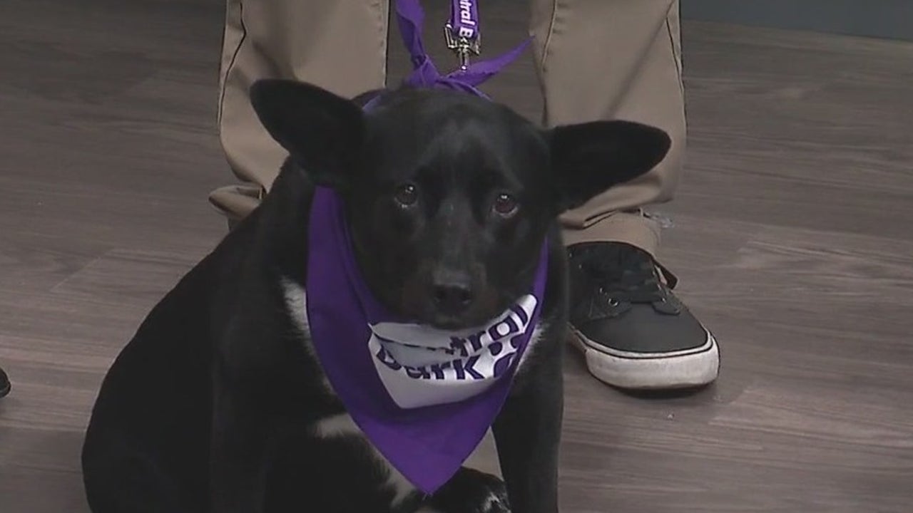Central Bark hosting free movie nights with your pup