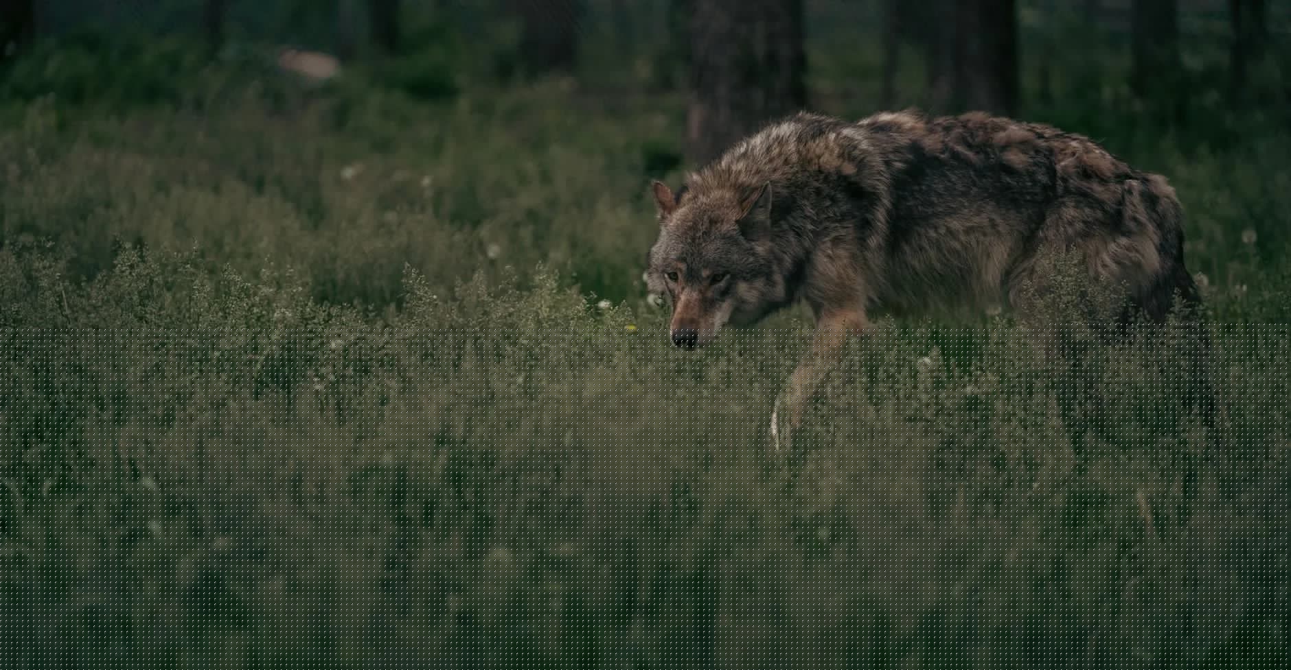 When the Evidence Doesn’t Match the Suspect: Montana’s Predator ID Problem Is More Complicated Than It Looks
