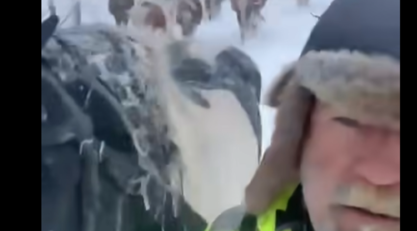 Pasi mbeti i bllokuar në bjeshkët e Istogut, blegtori arrin të kthehet bashkë me bagëtitë e tij