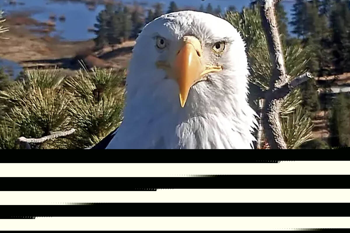 Jackie, world-famous bald eagle, dies in California after mysterious illness