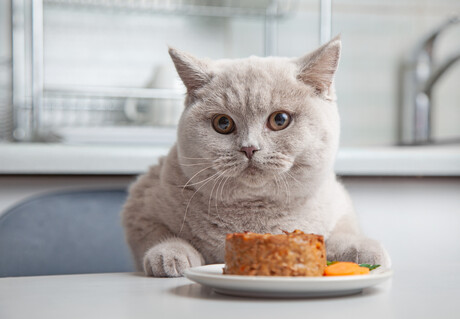 Nestl&eacute; Purina PetCare to build integrated pet food plant in Italy