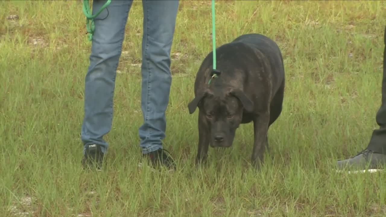 Pet of the Week: Meet Fern!