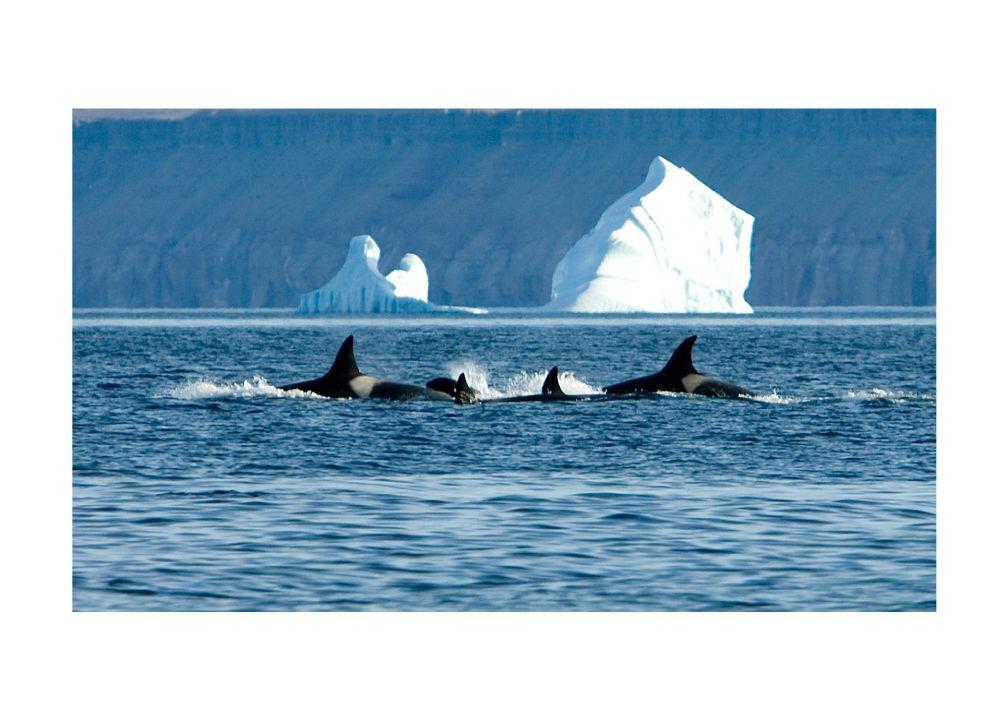 More orcas coming to Arctic Bay waters due to declining sea ice: researcher