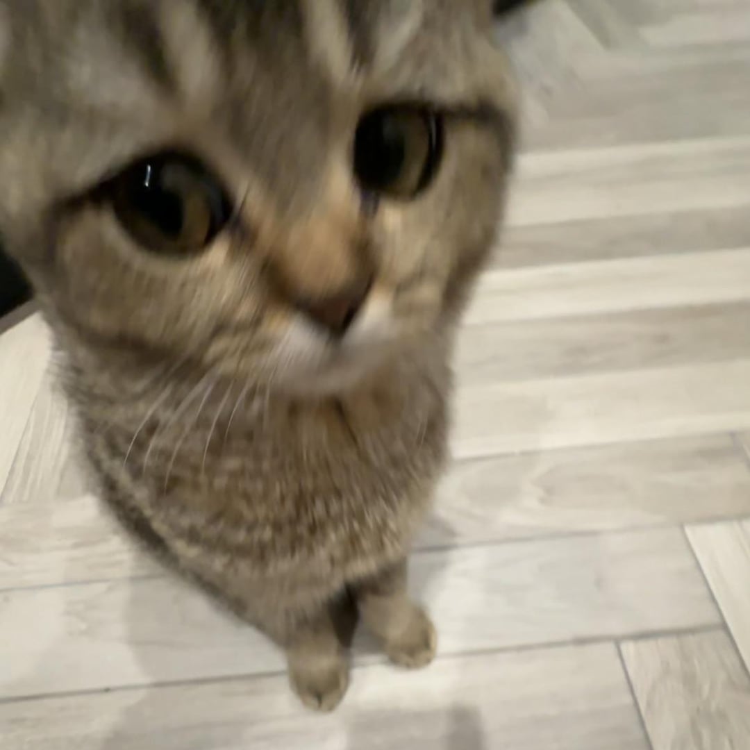 Cats - Side eye