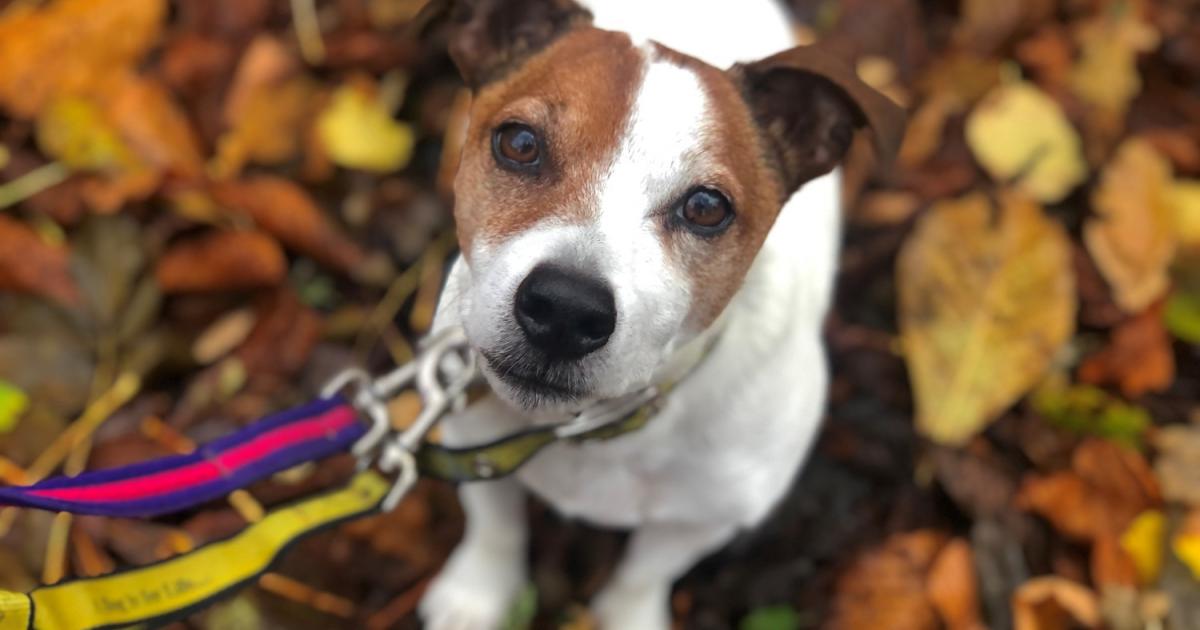 Dogs Trust Shoreham urges owners to prepare pets for fireworks season
