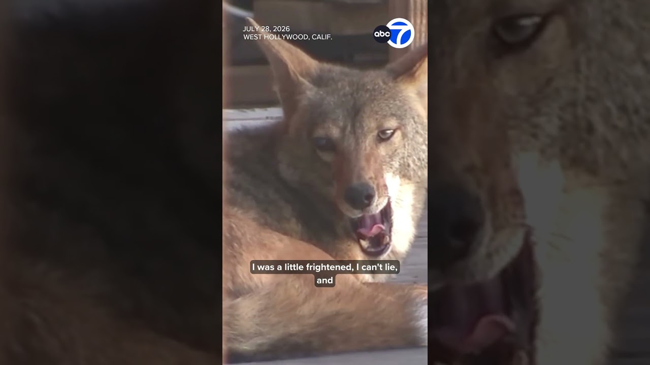 Neighbor recounts close encounter with “coyote condo”