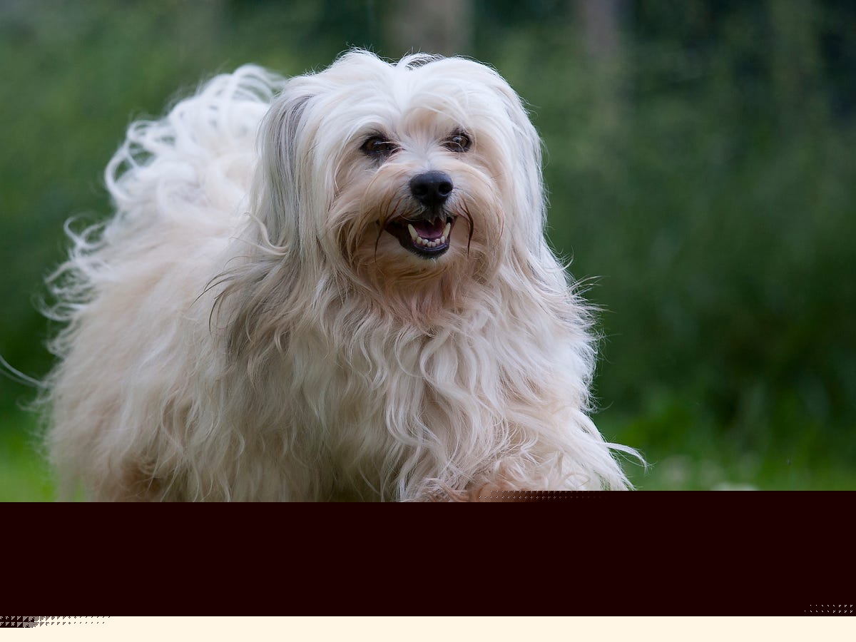 28 Low-Shedding Dog Breeds That Won’t Leave Fur Everywhere