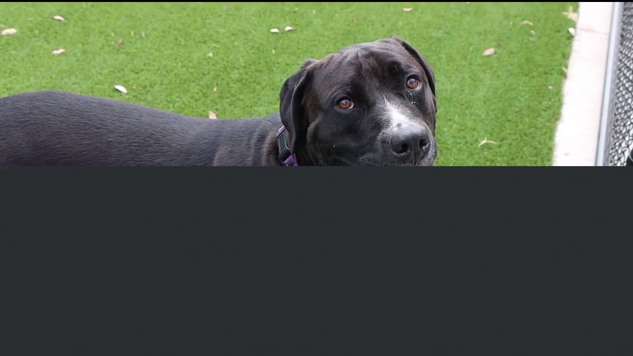 Dog of the Day: Crowl