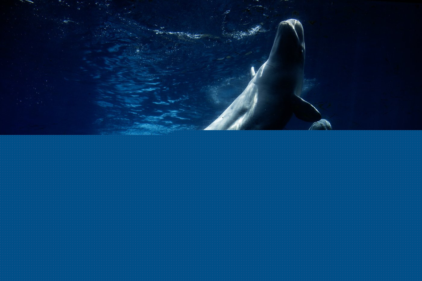 Everyone loved Marineland – then the tide turned. A look inside the park’s final days