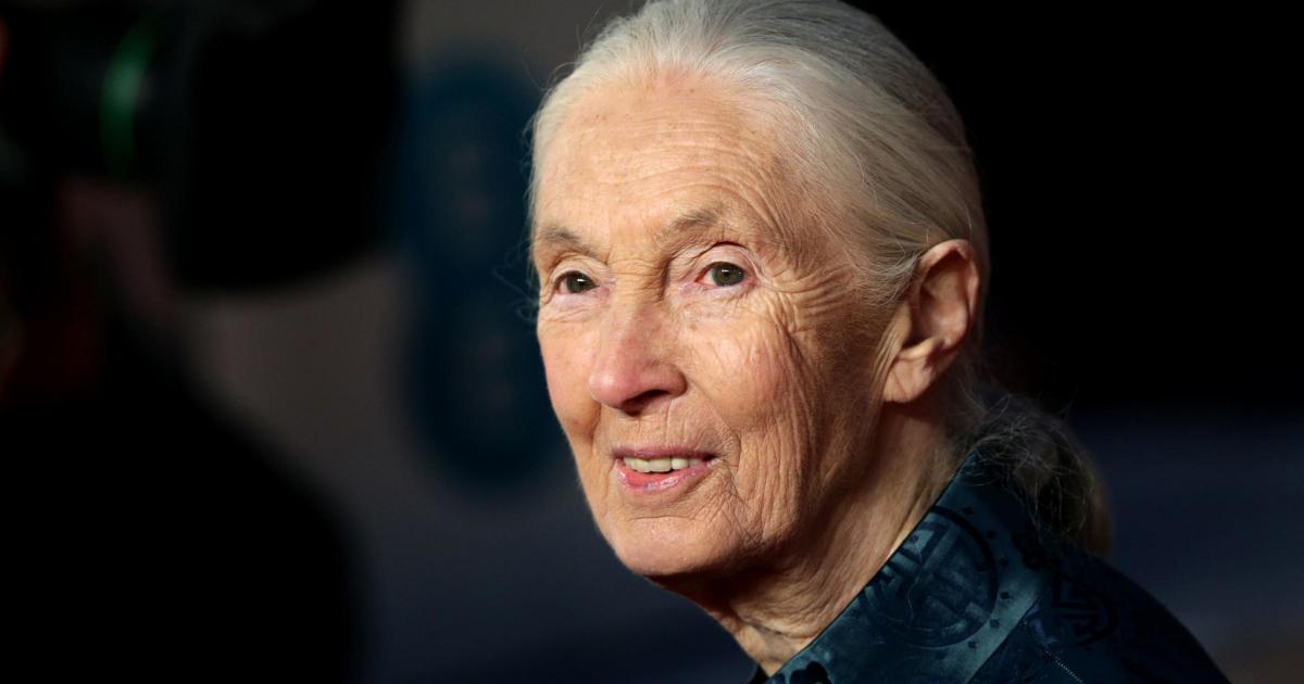 British conservationist and chimpanzee expert Dame Jane Goodall dies aged 91