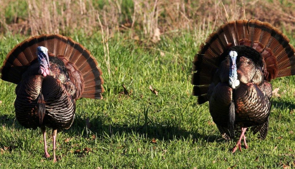 Arkansas hunters have until Feb. 15 to apply for managed turkey hunts