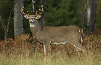 DNR expecting robust deer hunting season, but 3 ‘wild card’ factors will have impact