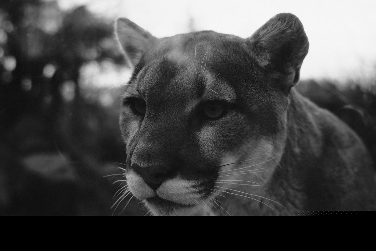Science Says Mountain Lions Could Make Missouri Roads Safer