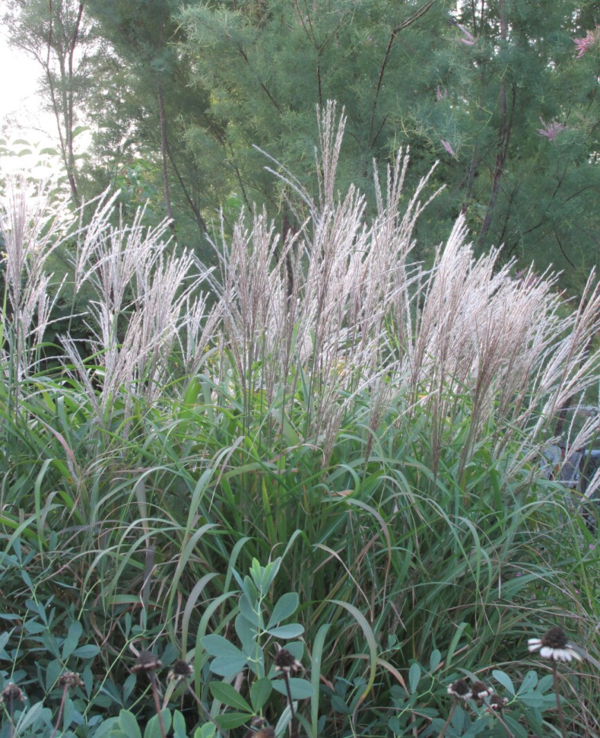 The grace of ornamental grasses