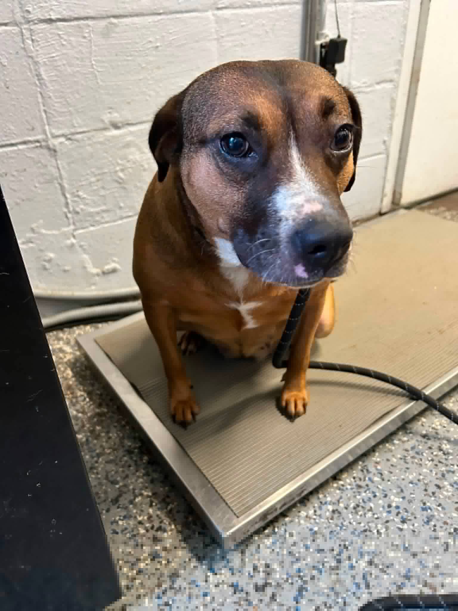 Heartwarming: 24 hour turnaround for pup left behind on porch, to new home never to be abandoned again