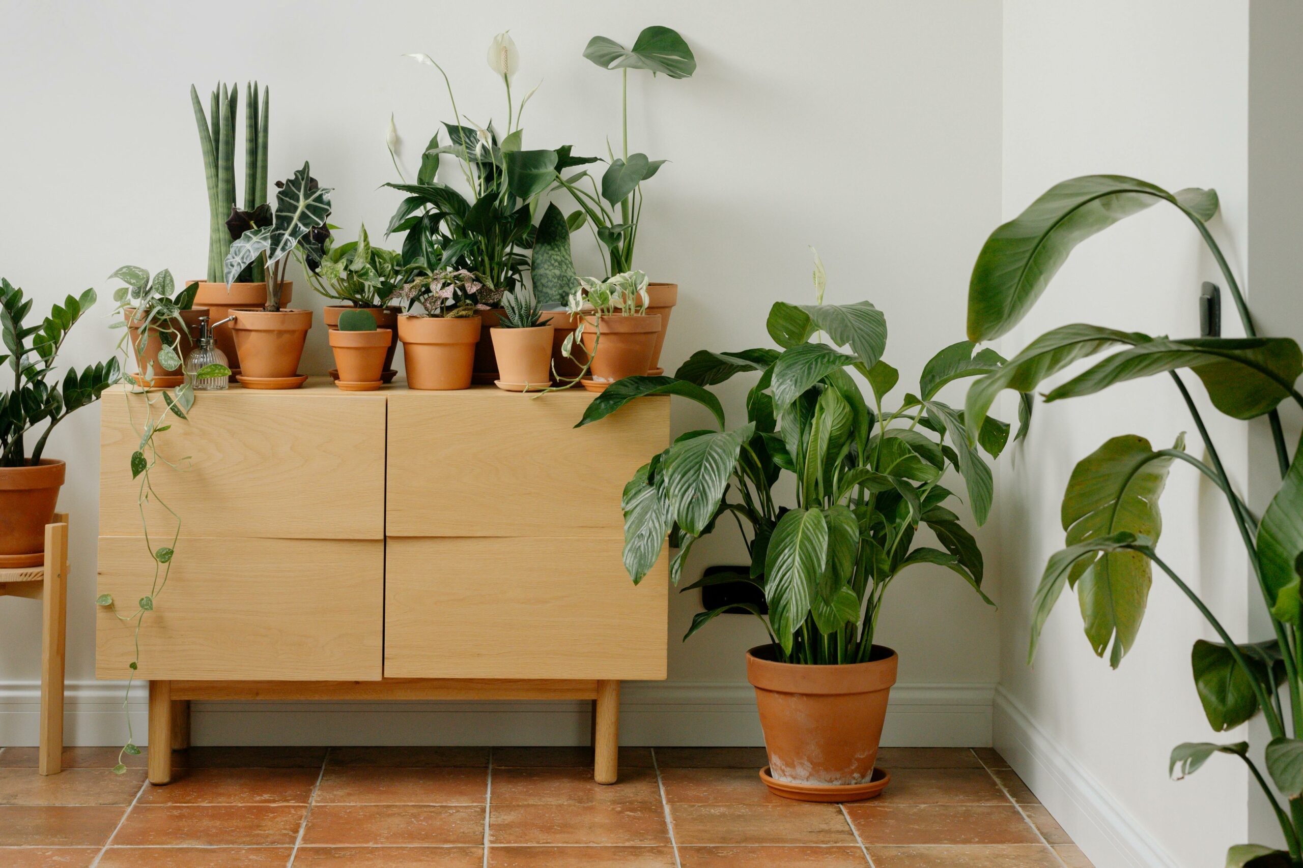 Feng Shui houseplants: The best plants, where to place them and how to keep them happy