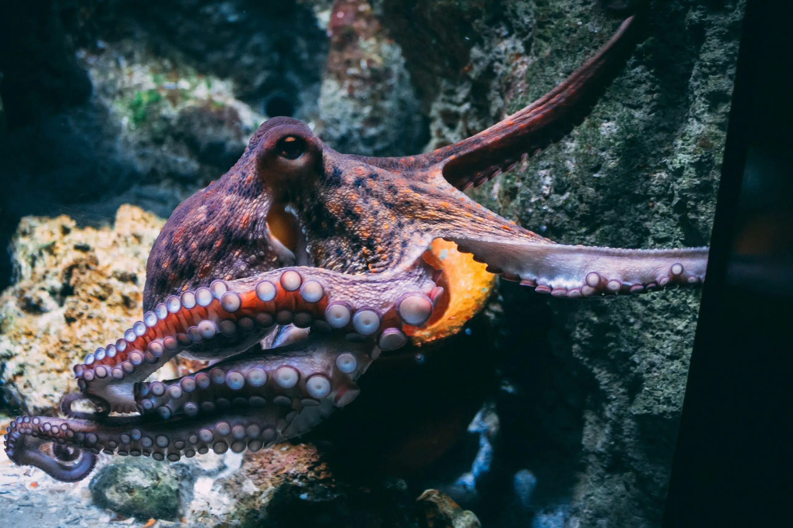 Robots con la agilidad del pulpo, una meta cada vez más cerca: la naturaleza como inspiración de la ingeniería del futuro