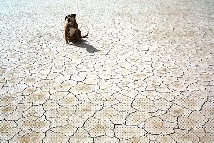 As El Niño and heatwaves dry up fields, governments must act fast