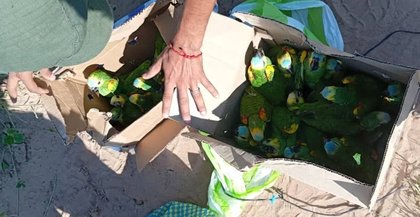 Gendarmería rescata 25 loros habladores del tráfico ilegal de aves y libera nueve ejemplares en su hábitat natural