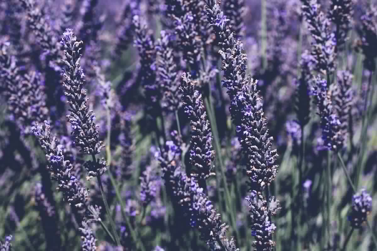 Spend a Sweet Summer Saturday in Canyon at the Lavender Festival