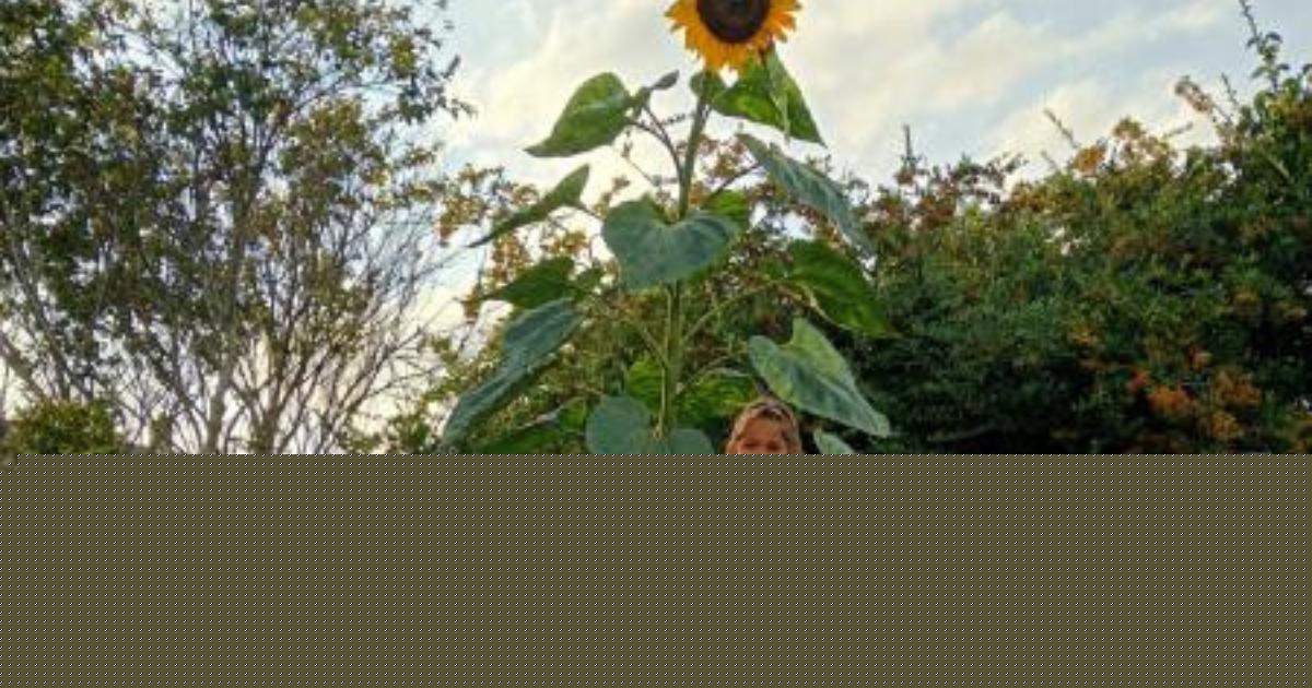 Proud pupil grows 11ft sunflower from classroom project