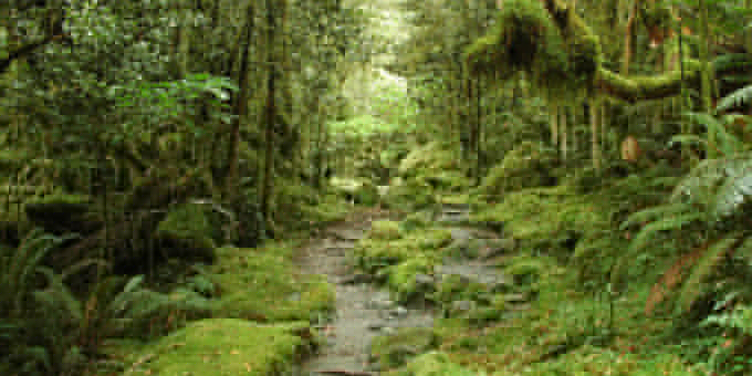 #national: FOREST & BIRD WARNS RMA REFORMS COULD STRIP AWAY NATURE PROTECTIONS