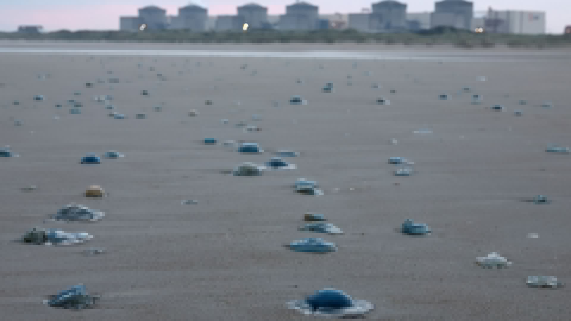 Jellyfish invasion forces reactors at nuclear plant 30 miles from Britain to SHUT DOWN as cooling units are overwhelmed