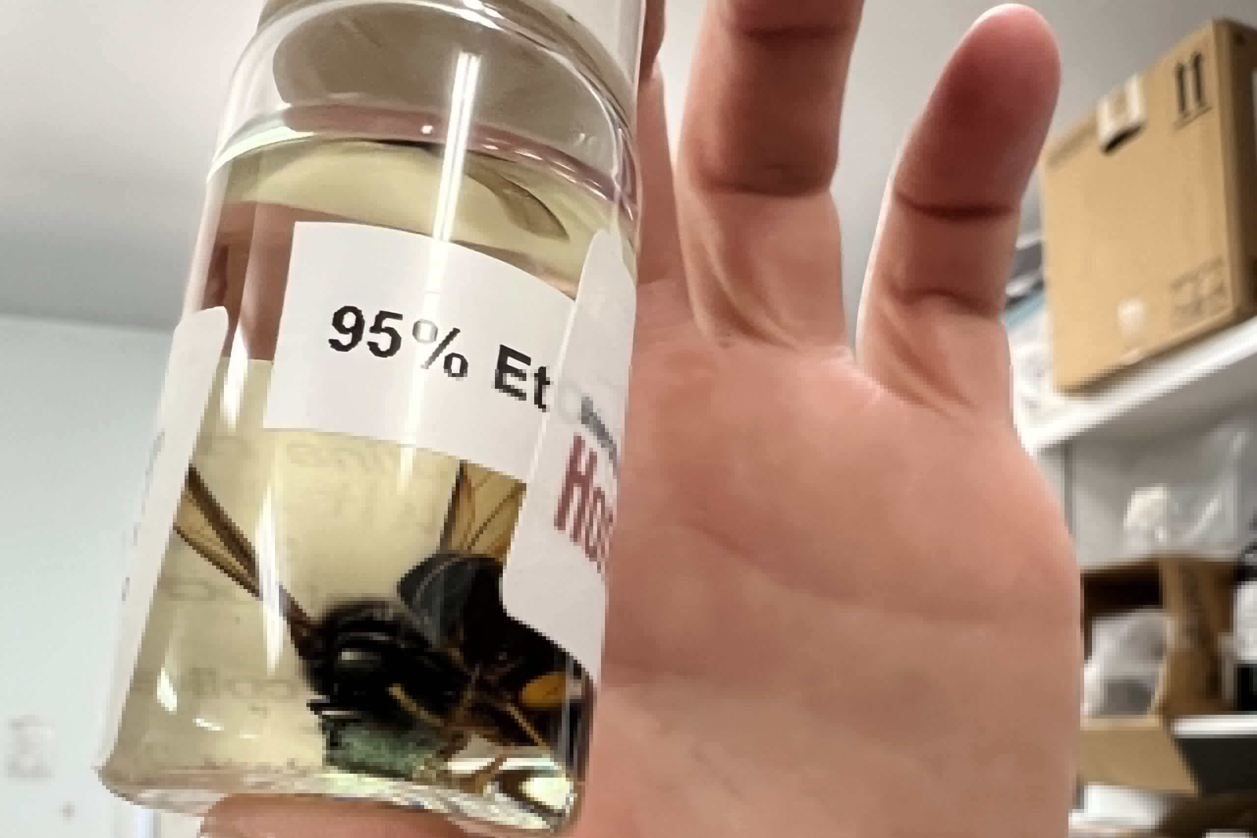 UGA scientists need your help to stop an invasive hornet
